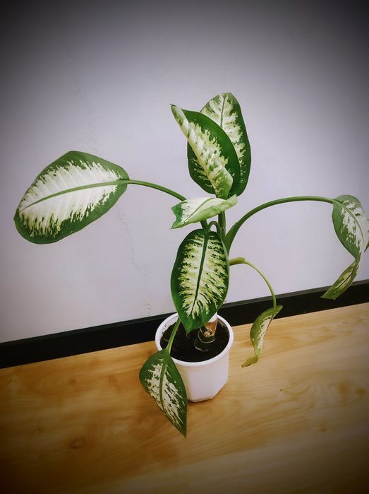 Okazała Diffenbachia (57cm) w ozdobnej doniczce