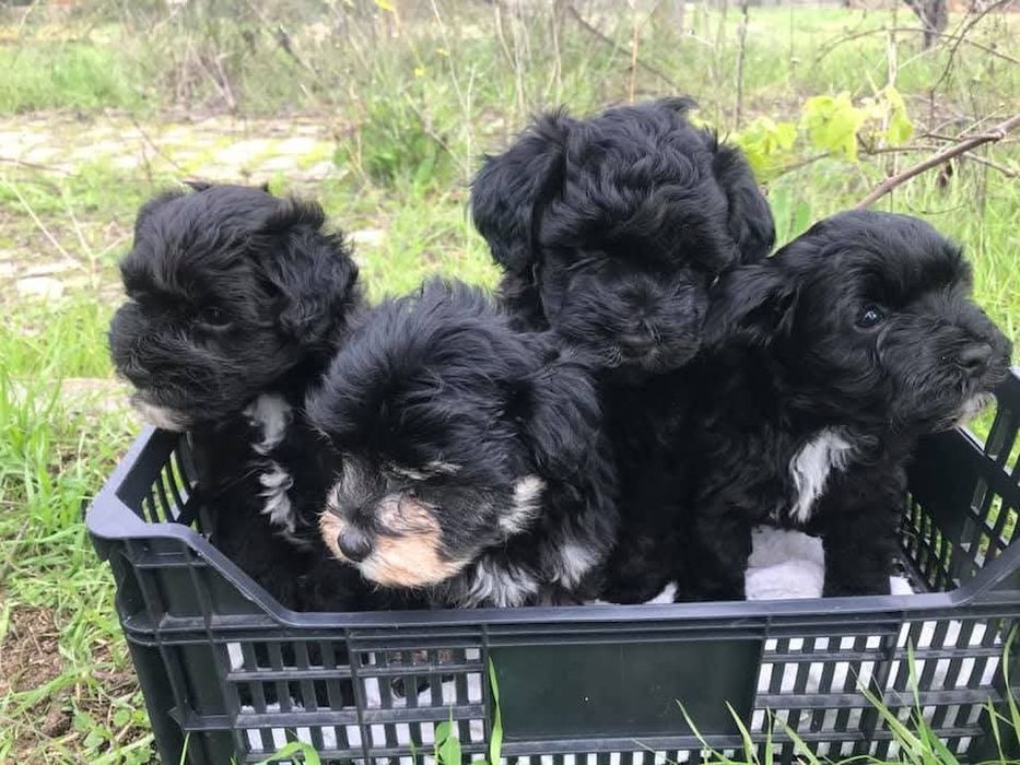 Filhotes de caniche