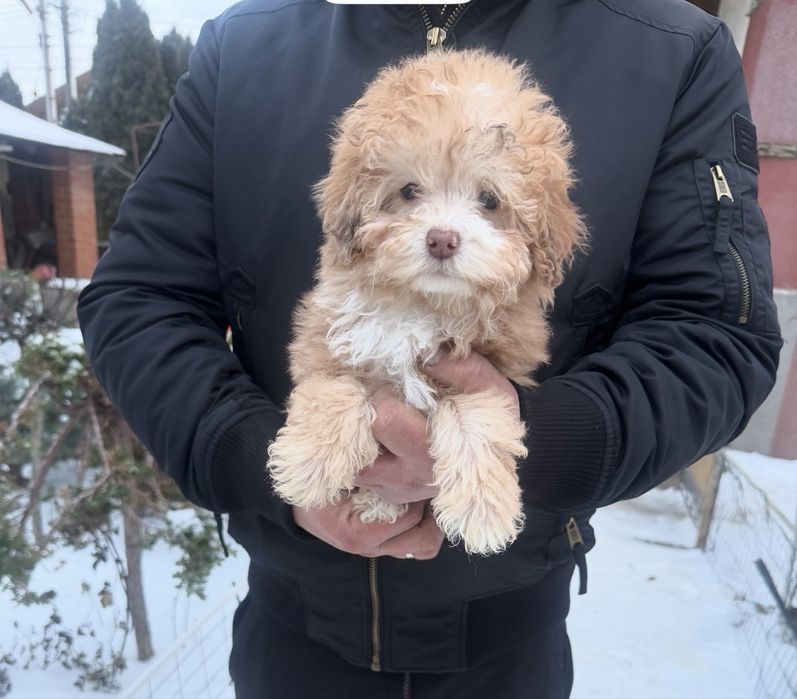 Девочка пудель шоко мерле