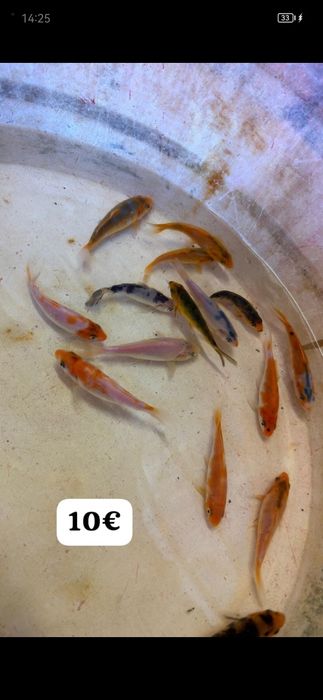 Carpas koi 2cm  a 13 cm