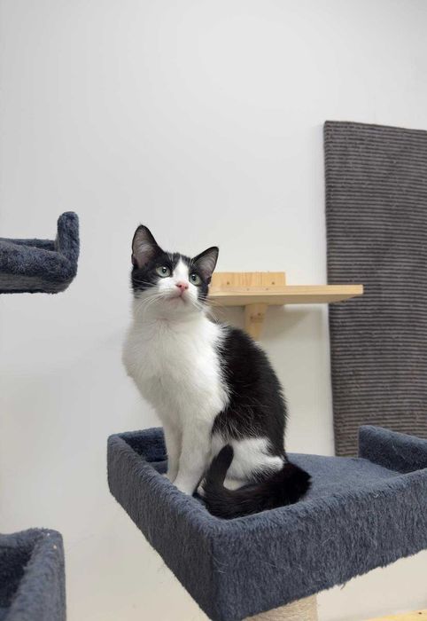 Aron - towarzyski, młody kot do adopcji!