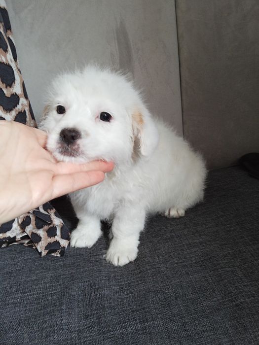 Piesek w dobre ręce