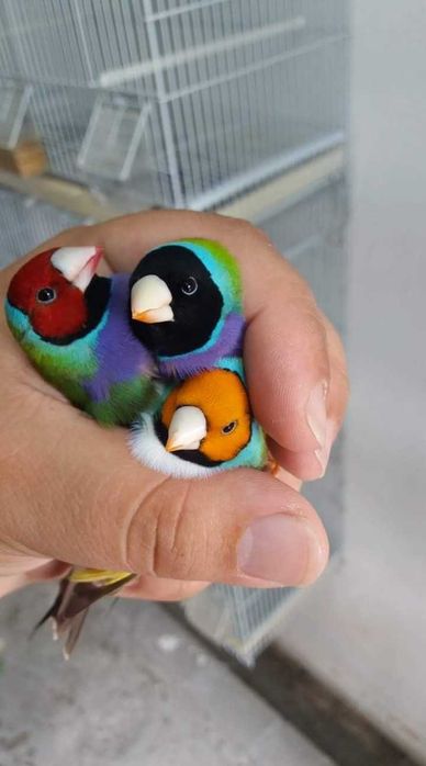 Gaiola para Ring neck, caturras, canários  Valor sob consulta