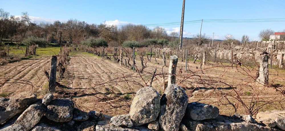 Terreno agrícola 2.734 m² com poço – Malta, Pinhel | €15 000