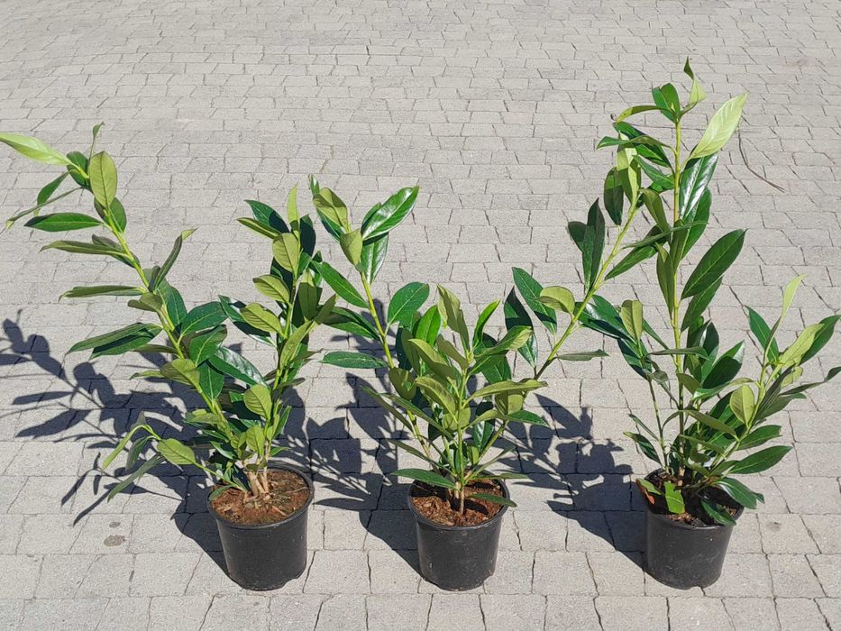 Prunus! Laurowiśnia! Sadzimy! 200 cm! Caucasica! Rotundifolia! Novita!