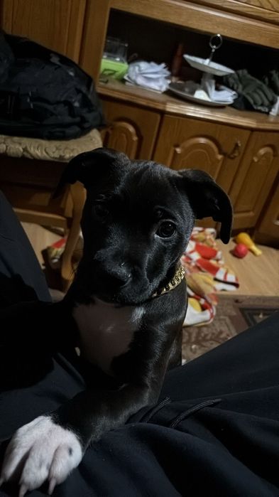 Amstaff  american staffort shirt sherier