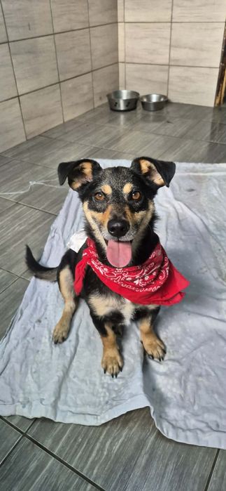 Wesoły, mały chłopczyk do adopcji