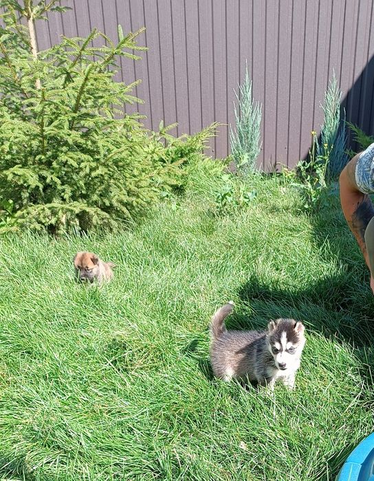 Сибірський хаскі