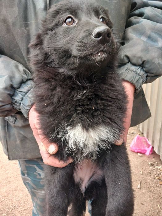 Цуценята безкоштовно