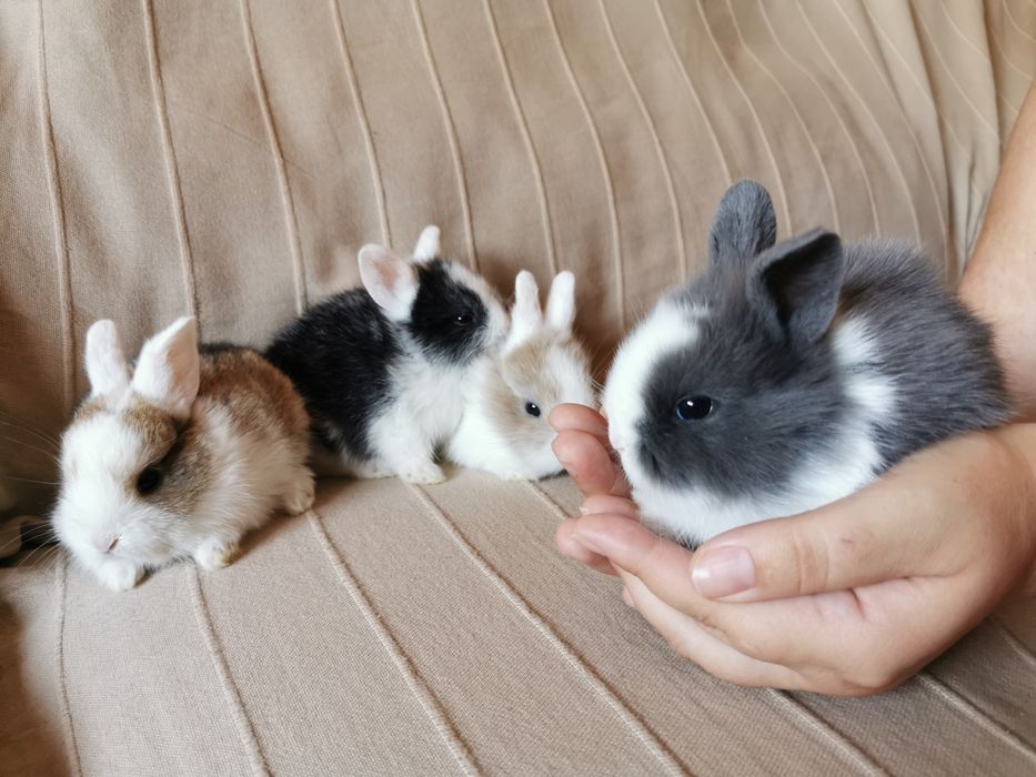 Mini Coelhos anões + gaiola nova + alimentação adequada