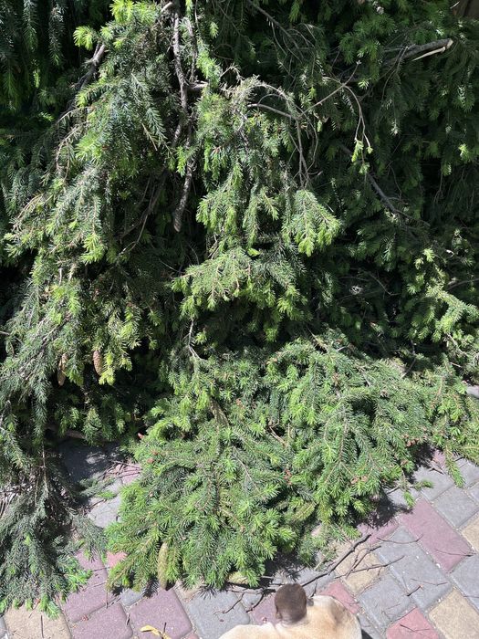Гілки ялинки, ялинка, ель елка сосна