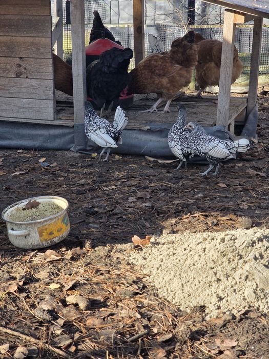 Kury SEBRYTKA srebrna