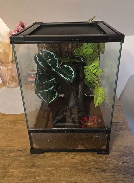 Terrarium pionowe dla gekona