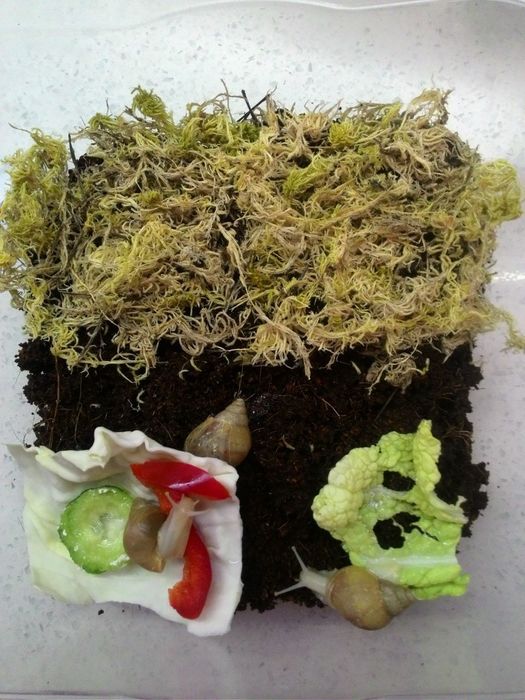 Улитки Ахатины родация малыши всех сразу (10 шт.) За 220 грн.