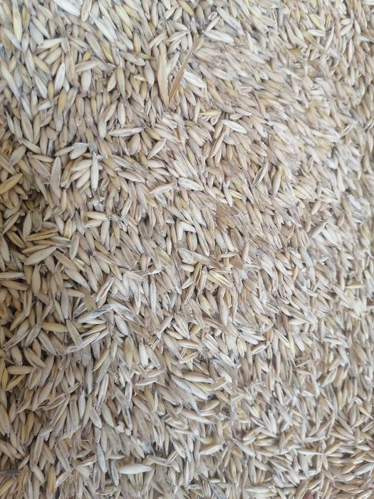 Овес 10 кілограм