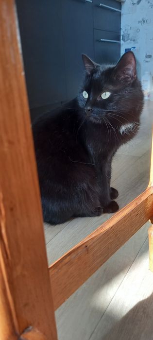 В добрі руки котик кастрований безкоштовно