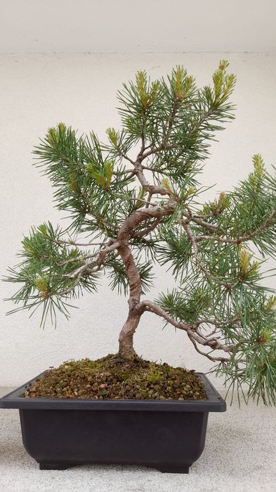 Bonsai Pinheiro Silvestre (Pinus sylvestris) 
Vendo exemplar de Pinheiro Silvestre (Pinus sylvestris) em fase avançada de estrutu