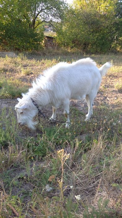 Козел Зааненський без документів. Продамо на плем'я.