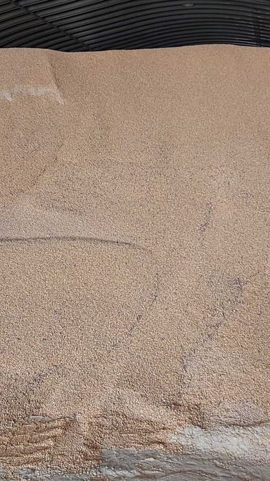 продам кукурузу своя