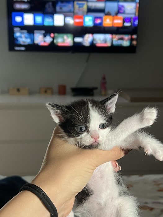 Gatinhos para adoçao