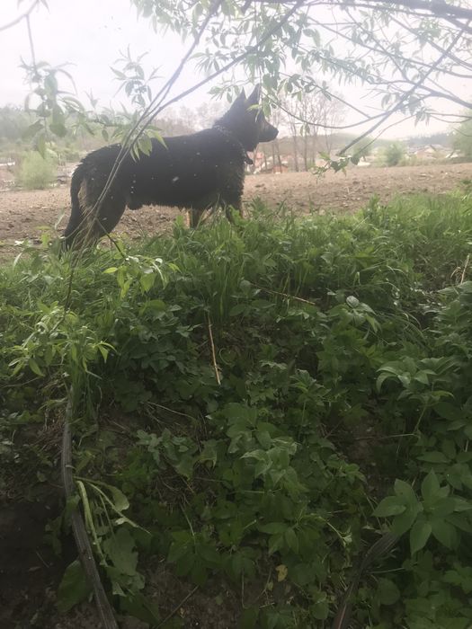 Продам цуцеянят німецькоі вівчяркі