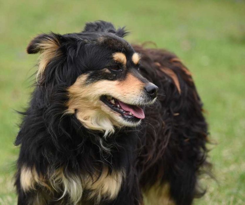 Lancelot - piesek do adopcji