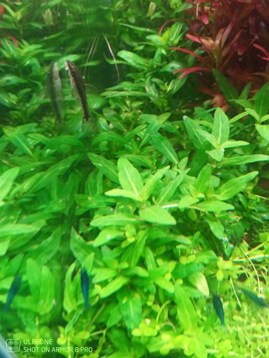 Boas Plantas para aquário .