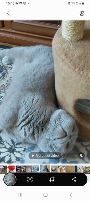 В'язка Кіт шотландський ліловий ( Скотіш фолд) в'язка