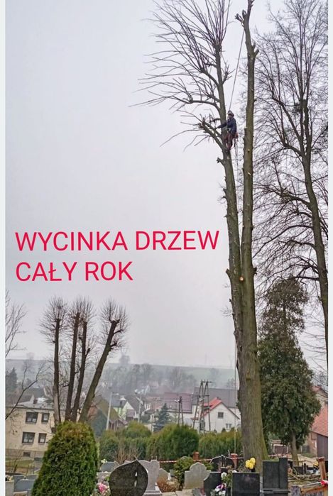 Wycinka drzew, Zawiercie Myszków okolice+30 km
