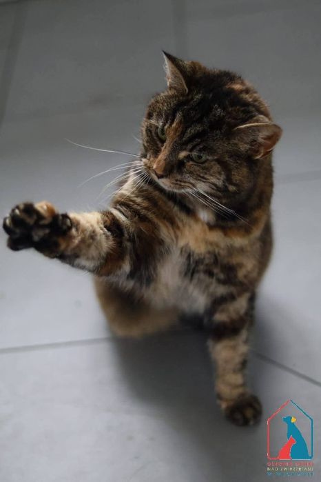 Mojka 413/25 - SZUKA DOMU!