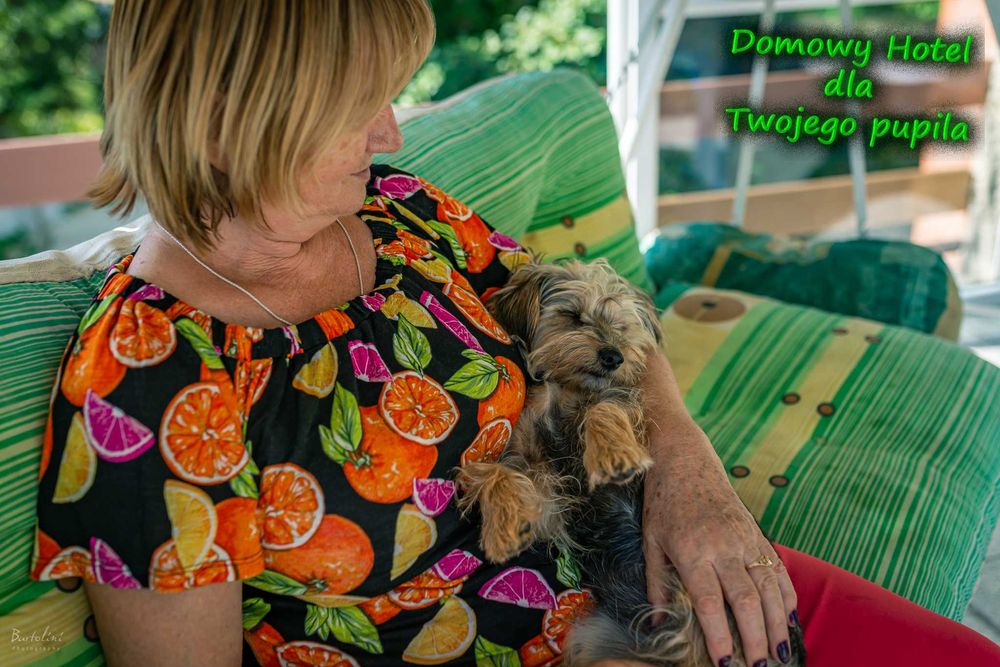 Domowy hotel dla psa - Świebodzin