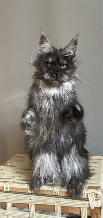 Девочка Мейн кун