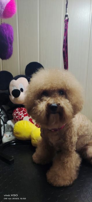 Пушоны Мальтипушки