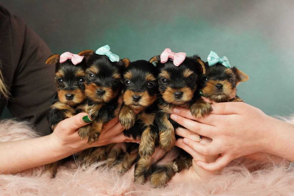 Йорк із душею поета!