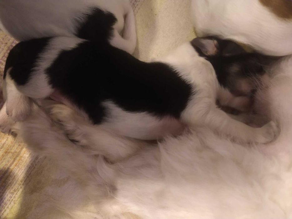 Psy oddam za darmo maltańczyk