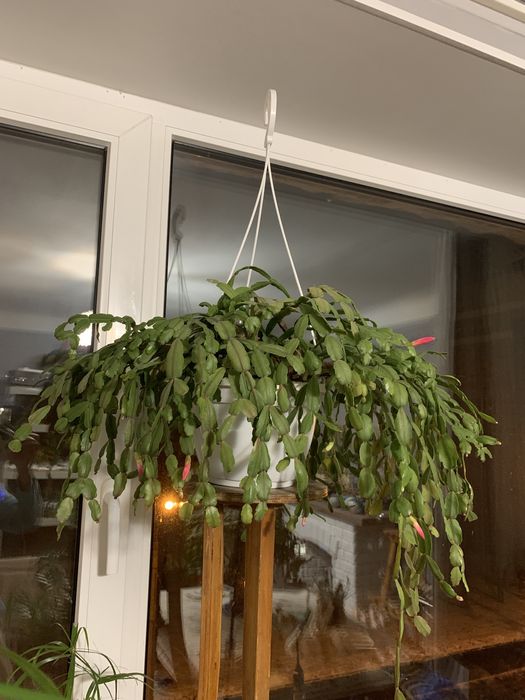 Декабрист, велика рослина