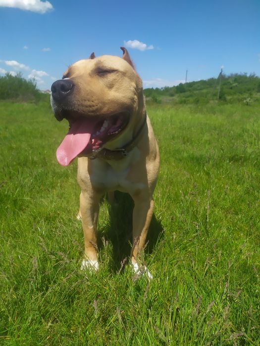 Вязка амстафа вік 2 звати Тайсон