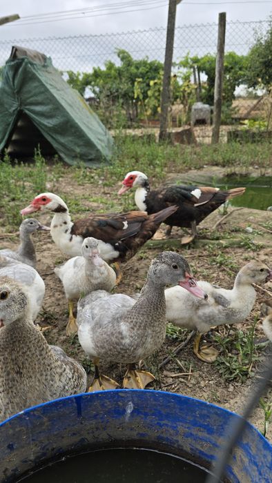 Patos mudos do campo