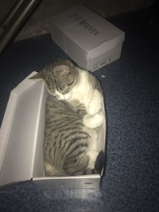 Zaginela kotka Kicia !