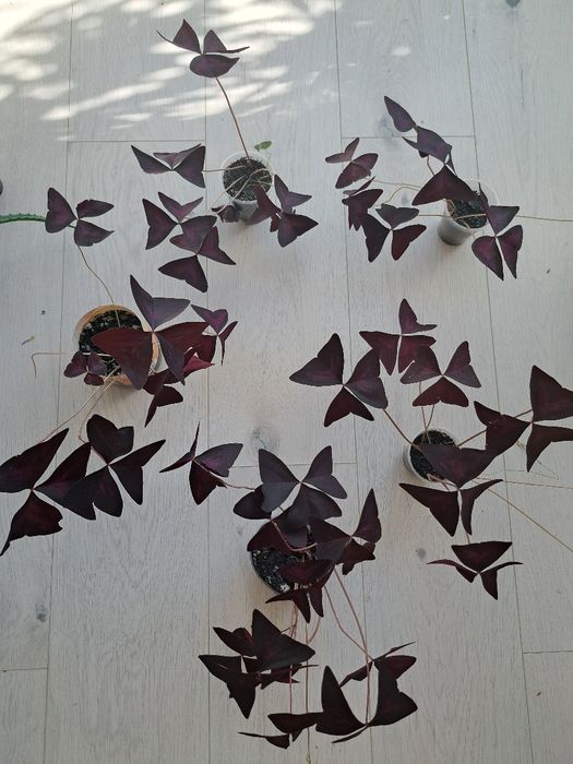 Кислиця оксаліс зелена, фіолетова