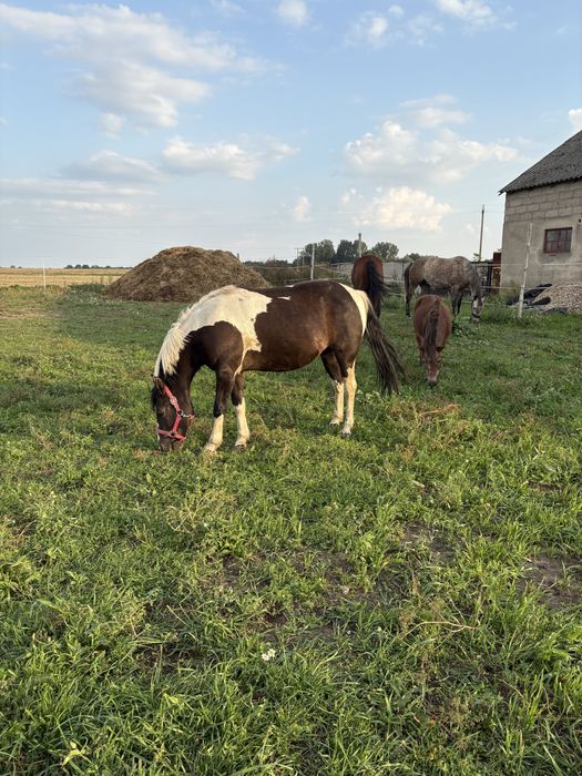 Dzierżawa koni 4