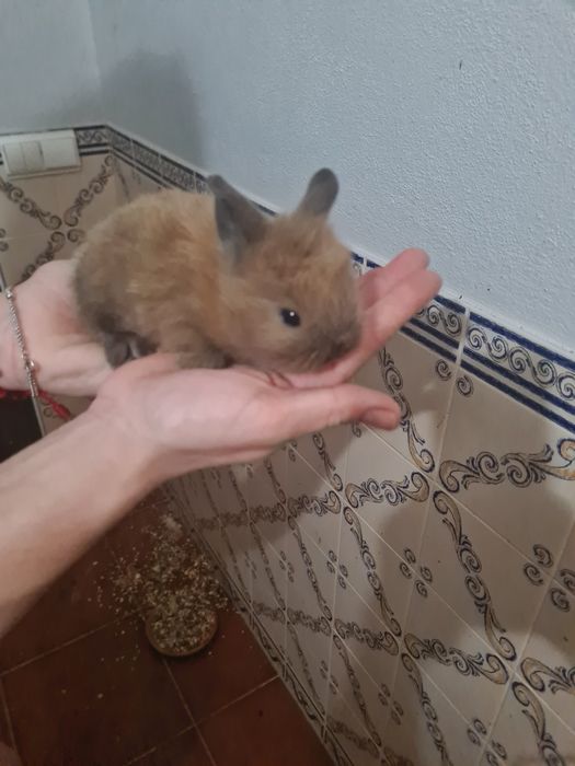 Tenho 3 coelhos anões para venda