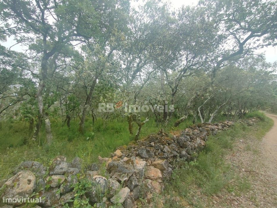 Terreno Rústico com 6920m2 - Pedreira, Tomar