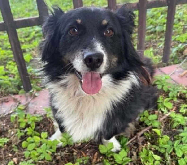 Border Collie mix szuka domu schronisko Zgierz -aktualne