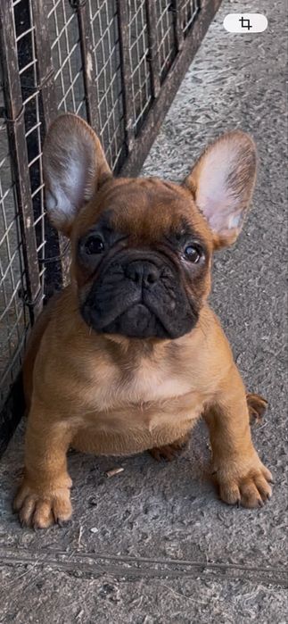 Продам цуценя французького бульдога, дівчинка