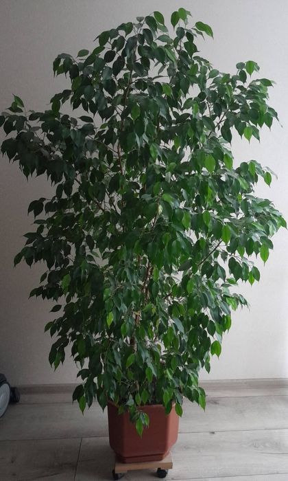 Фікус Бенджаміно