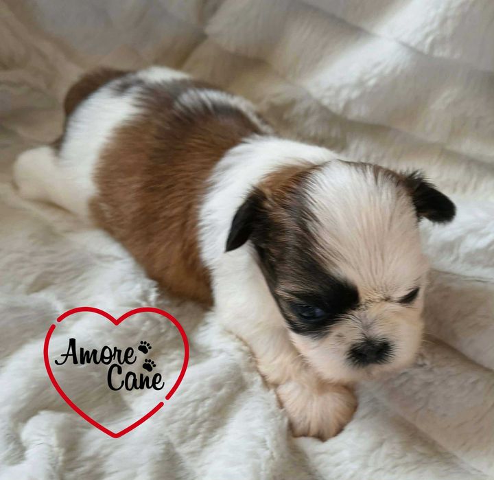 Śliczny piesek shih tzu-JACK.
