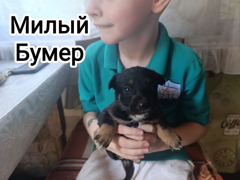 Щенки в хорошие руки .Срочно. Не проходите мимо.