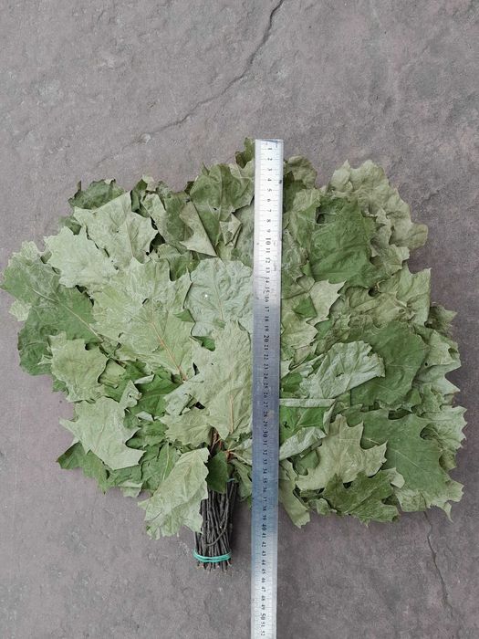 Банні віники. Канадський дуб депутатські. Одна подушка.Вищий сорт.