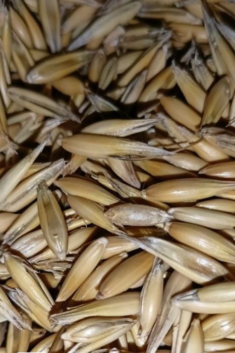 Siano kostka - Owies